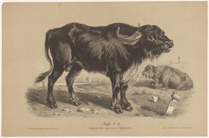 Buffel