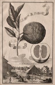 Nurnbergische Hesperides: Aranzo da Portugal, 1714