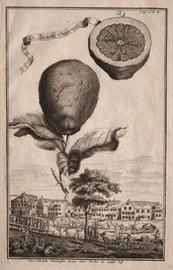 Nurnbergische Hesperides: La Luchetta Imoperiale, 1714