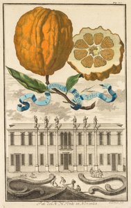 Nurnbergische Hesperides: No185 - Aranzo Striato dolce. Palazzo del N. H. Fonte in Noventa, ca. 1708