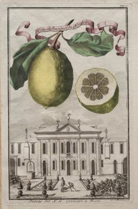 Nurnbergische Hesperides: Nr. 125 - Limon Ponzino da Neapoli. Palazzo del N. H. Cornaro à Fiesso