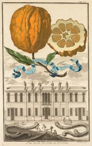 Nurnbergische Hesperides: Nr. 185 - Aranzo Striato dolce. Palazzo del N. H. Fonte in Noventa