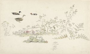 Studieblad met planten en watervogels