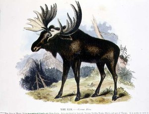 De eland (Cervus alces) educatieve illustratie uitgegeven door de Society for Promoting Christian Knowledge door Josiah Wood Whymper