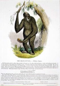 De orang-oetang (Pithecus satyrus) educatieve illustratie uitgegeven door de Society for Promoting Christian Knowledge