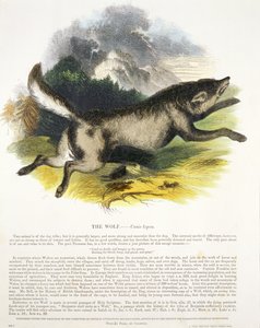 De Wolf (Canis lupus) educatieve illustratie gepubliceerd door de Society for Promoting Christian Knowledge, 1843
