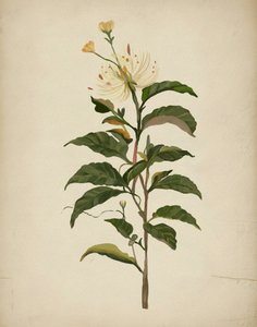 Elegante botanische bloem door Josie George
