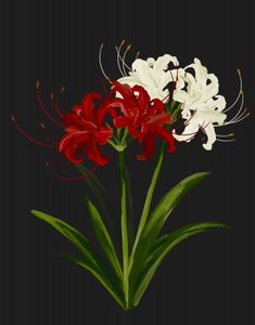 Rood-witte spinnenlelies door Josie George