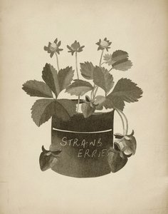 Vintage illustratie van aardbeien door Josie George