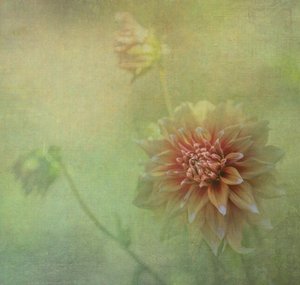  door Judy Tseng