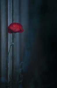  door Judy Tseng
