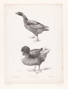 Studie van een gans en een eend door Jules Joseph Augustin Laurens