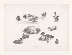 Studies van eenden en eendenkuikens