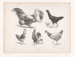 Studies van verschillende soorten kippen door Jules Joseph Augustin Laurens