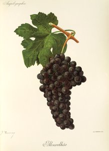 Alvarelhao druif door Jules Troncy