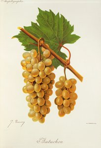 Autuchon druif door Jules Troncy