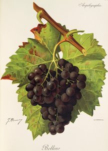 Bellino druif door Jules Troncy