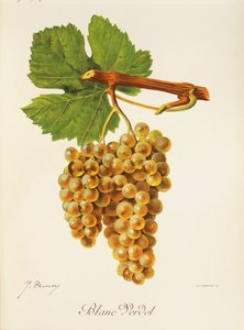 Blanc Verdet druif door J. Troncy