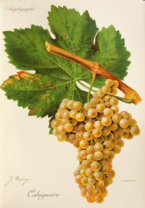 Cabugueiro druif door Jules Troncy
