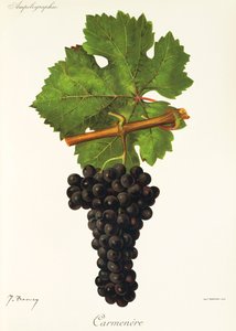 Carmenere door Jules Troncy