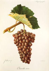 Clairette Rose-druif door J. Troncy door Jules Troncy