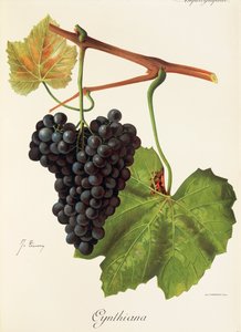Cynthiana-druif door J. Troncy