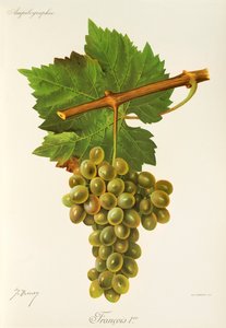 Francois Premier druif