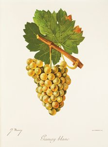 Gamay Blanc druif