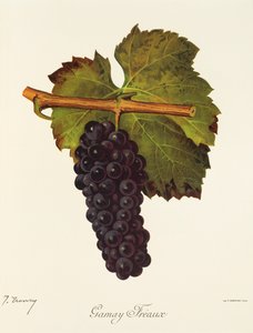 Gamay Freaux druif door Jules Troncy