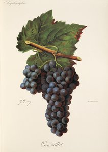 Genouillet druif door Jules Troncy