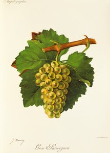 Gros Sauvignon door Jules Troncy
