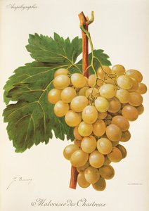Malvoisie des Chartreux-druif door Jules Troncy