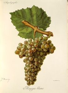 Mauzac Blanc door Jules Troncy