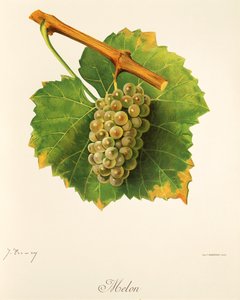 Melon druif door Jules Troncy