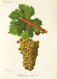Mondeuse Blanche
