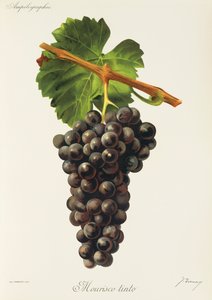 Mourisco Tinto door Jules Troncy