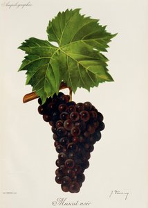 Muscat Noir