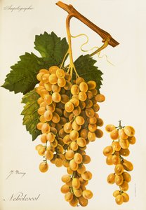 Nebelescol druif