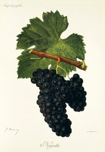 Negrette druif door Jules Troncy