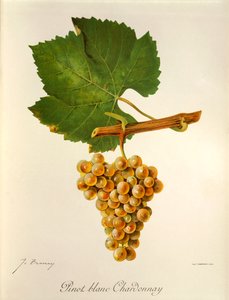 Pinot Blanc Chardonnay druif