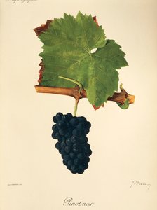 Pinot Noir druif door Jules Troncy