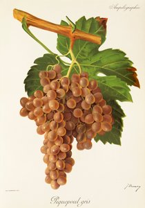 Piquepoul Gris druif door Jules Troncy