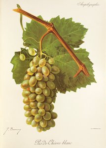 Pis-de-Chevre Blanc druif