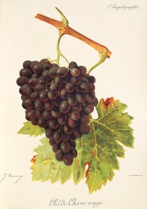 Pis-de-Chevre Rouge druif door Jules Troncy
