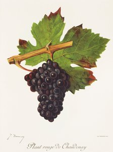 Plant Rouge de Chaudenay druif door Jules Troncy