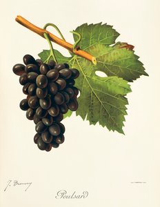 Poulsard door Jules Troncy