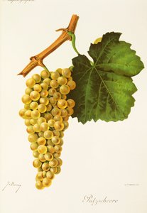 Putzscheere door Jules Troncy