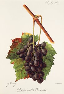 Raisin Noir de Jerusalem door Jules Troncy