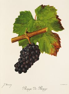 Rouge de Bouze druif door Jules Troncy