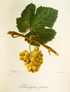 Savagnin Jaune druif door Jules Troncy